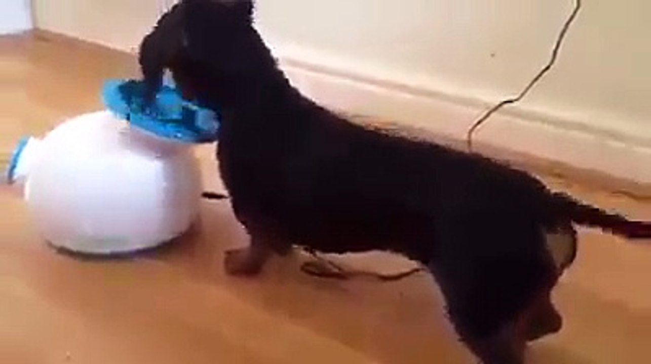 Eğitim işini Kendi Kendine Çözen Köpek