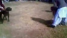 Dog fighting
