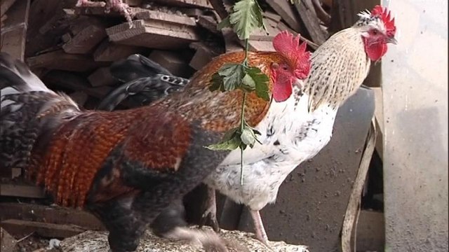 Gaillac: un mystérieux prédateur décapite les coqs du XV de France