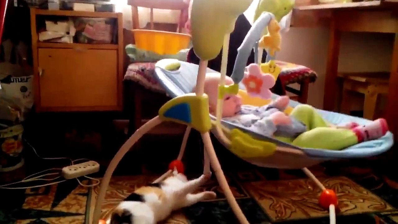 Cat At Work Funny