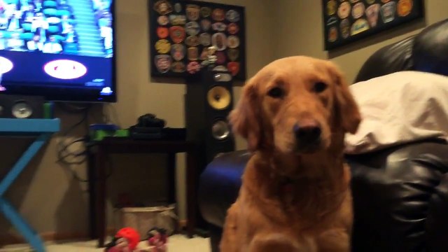This Golden Retriever is a big fan of Australian Open tennis