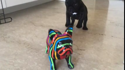 Oyuncak Köpeği Görünce Çılgına Döndü
