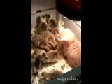 Kitten playing with Ducklings : cute animal love story