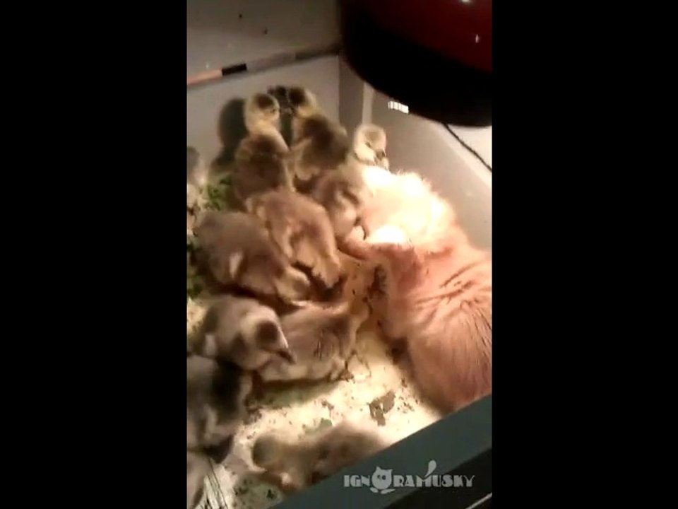 Kitten playing with Ducklings : cute animal love story