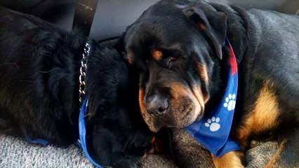 Touching Rottweiler Cries Grieves For Dead Twin