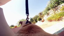 Dans la peau d'un chien grâce à une GoPro : magique!