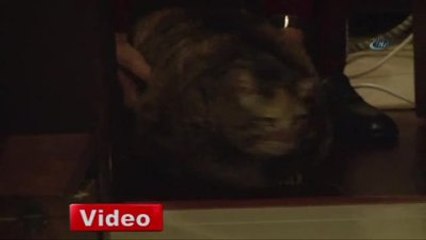 Antalya'da 12,5 Kiloluk Kedi Obezite Tedavisi Görüyor