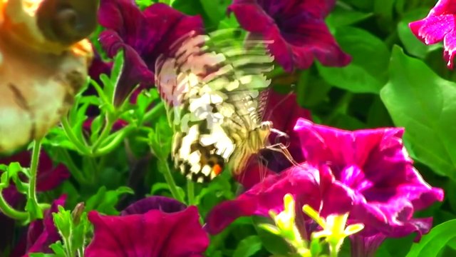 Красивая Земля. Что такого есть в коттеджном поселке Сосновый Аромат по сравнению с Москвой