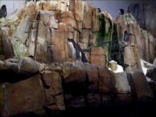 Pingouin biodome montreal