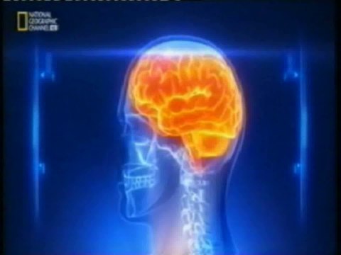 Cerebro: Percepcion de caras (Giro fusiforme)