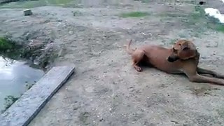 Loyal Dog try to help his Master