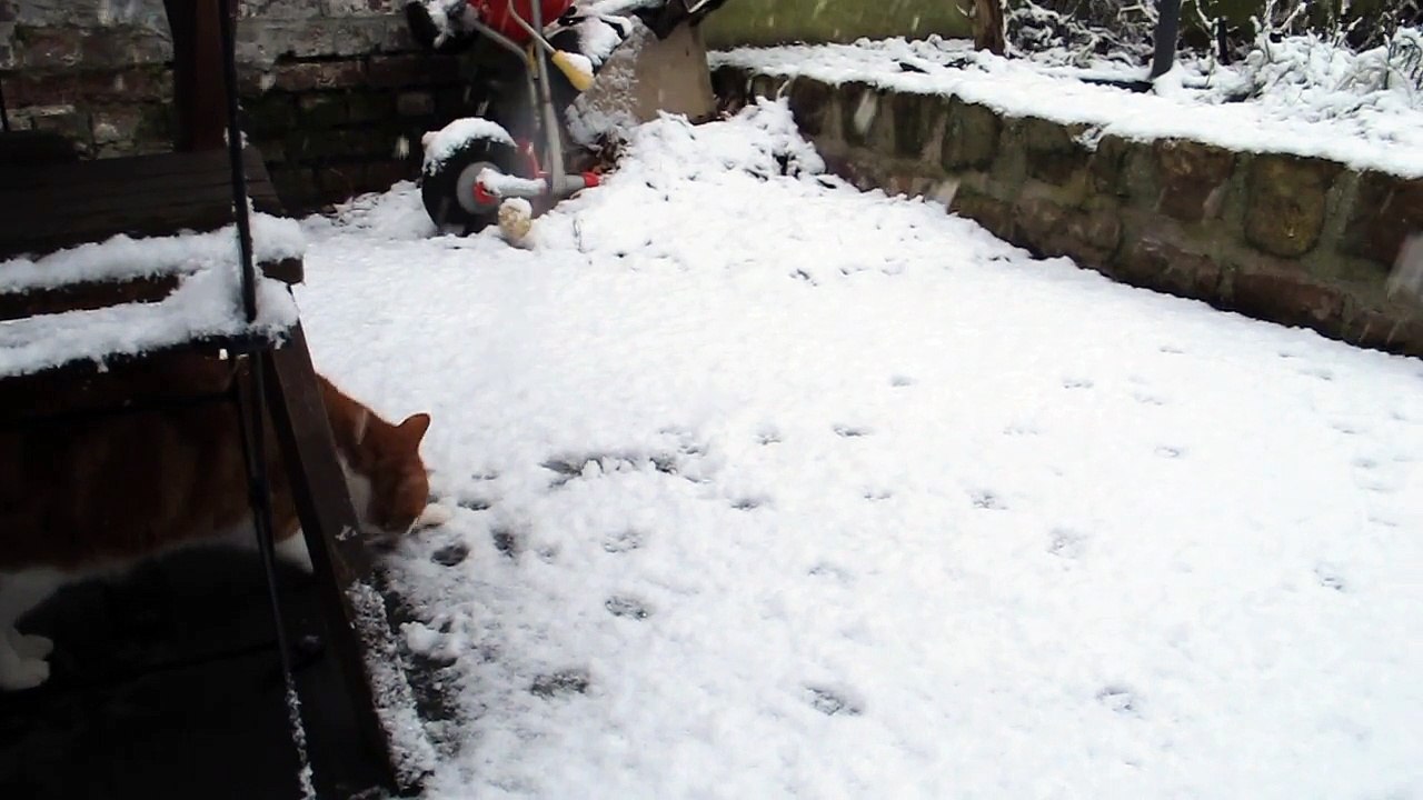 Valenciennes : le chat Spirou découvre la neige...