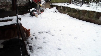 Valenciennes : le chat Spirou découvre la neige...