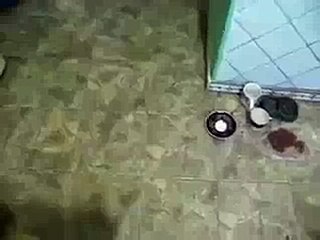 Cat Climbing on Wall Via Laser(funny video)