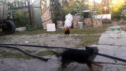 Dog Scared By Rooster  BMR Media