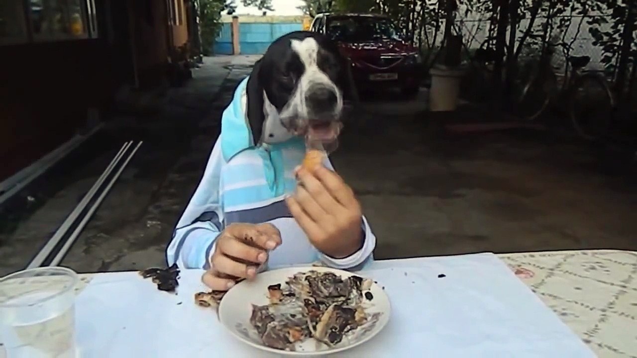 English Pointer Eating With Hands 2