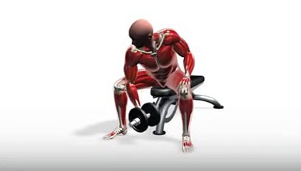 Workout Manager - Concentration Curl (Biceps Exercises)