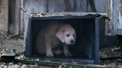Super Bowl 2015 - Best Puppy Ad