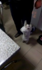 Funny Dog Asking the Owner to Take Him in His Arms