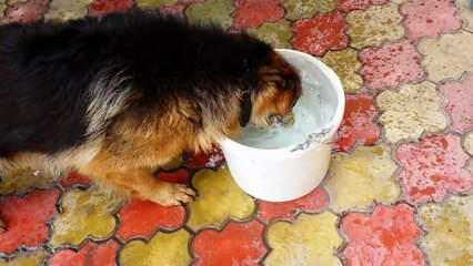 Funny German Shepherd Loves His Toy