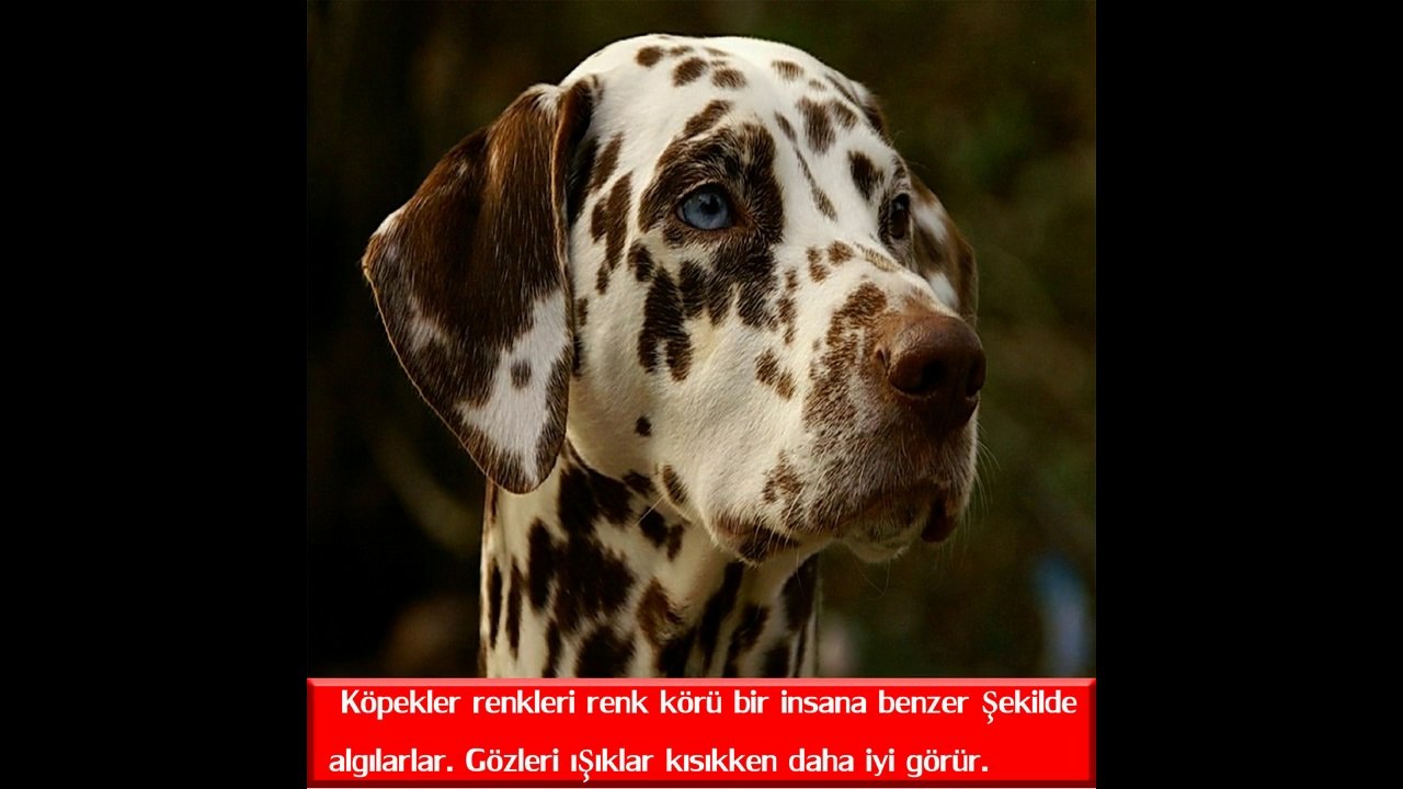 Köpekler Hakkında Bilmeniz Gereken 10 Bilgi