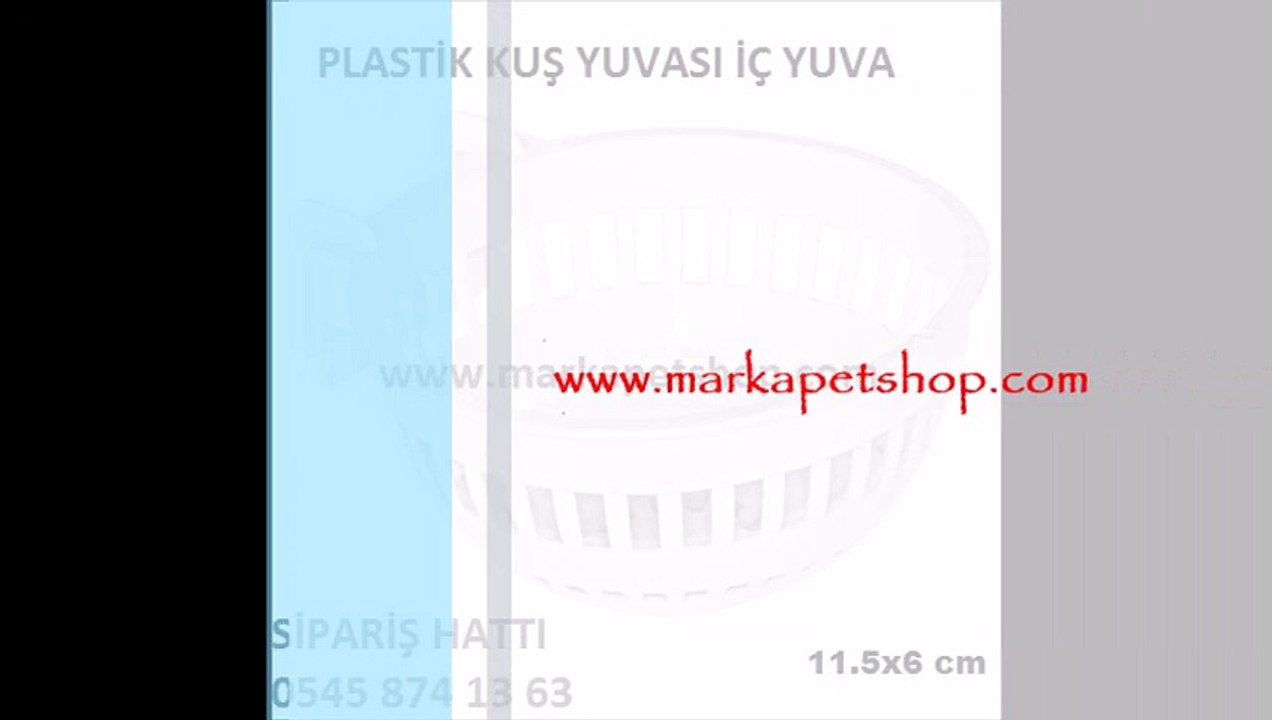 muhabbet kuş yavruluğu,muhabbet kuş yavrulukları