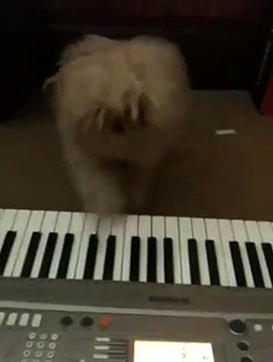 My Dog Playing the Piano