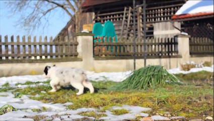 Blue merle border collie Snoopy - 3months