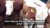 Kars Hayvan Pazarı Videoları