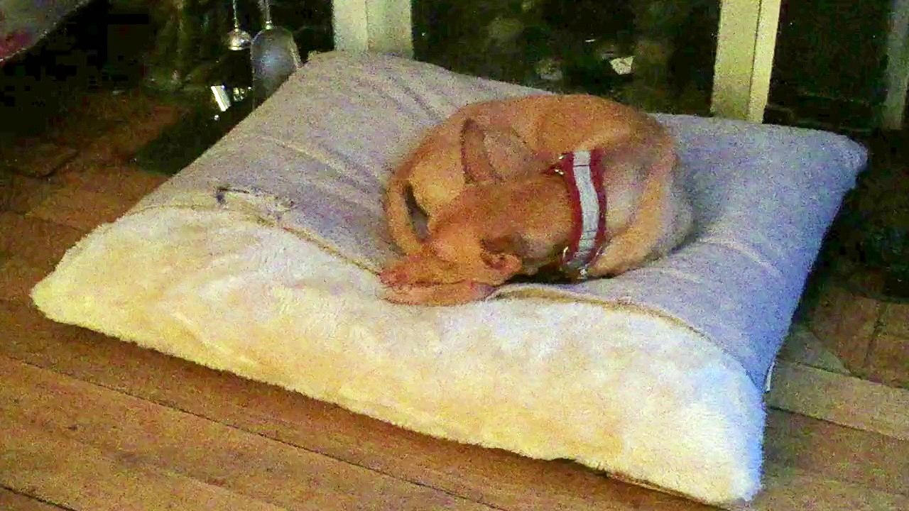 Aitch dreaming