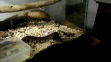 Python Real comiendo