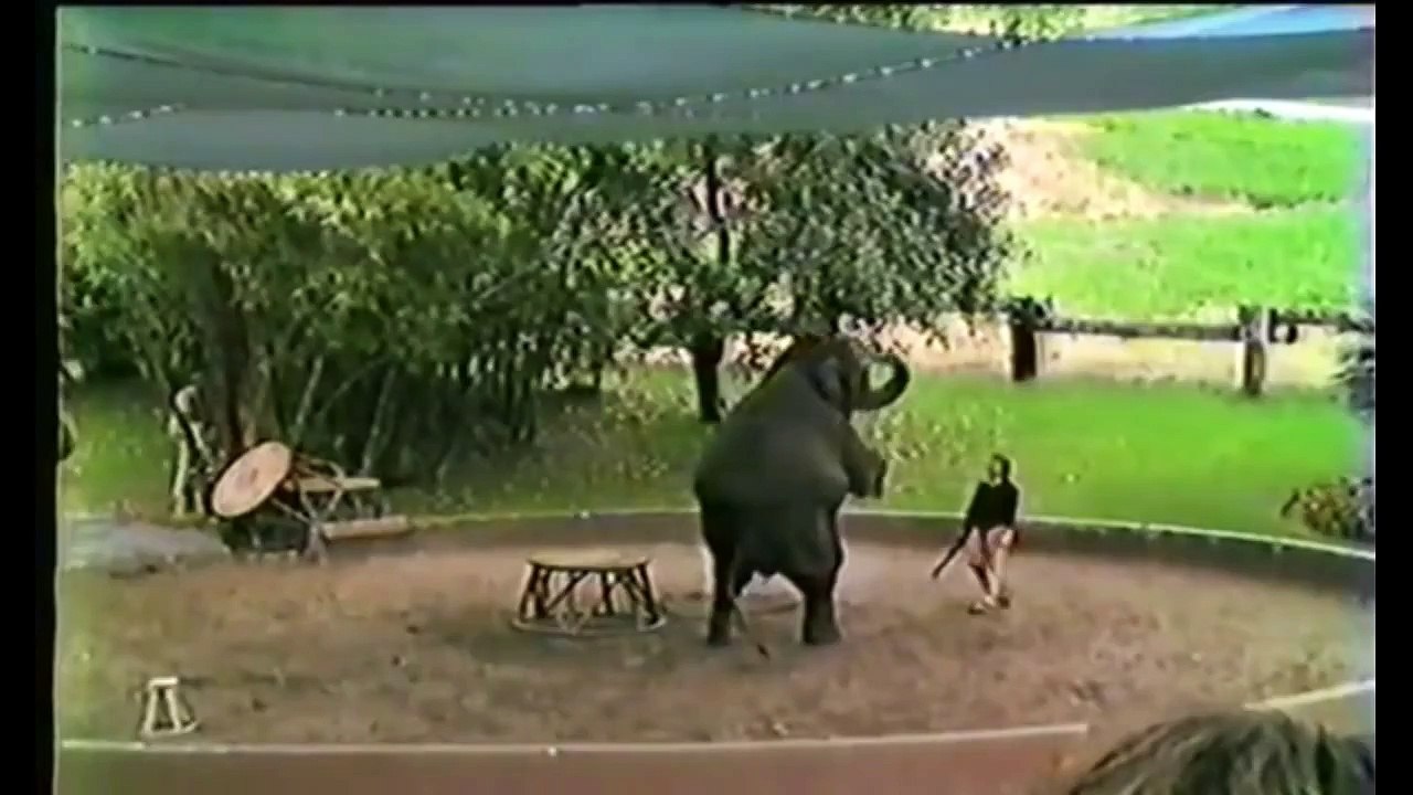 Top Funny Animals Behaving Like Humans