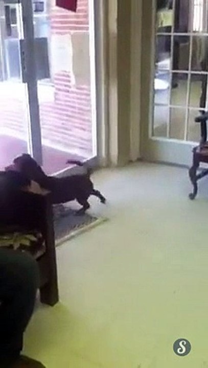 Un PitBull croisé avec un Teckel