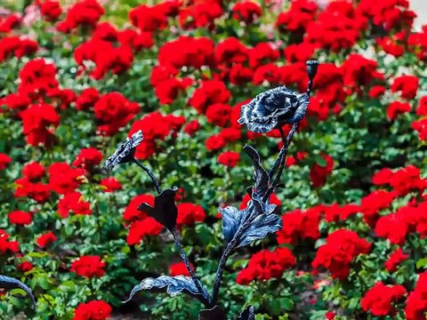 Калюсский Александр, песня - Люблю тебя, Донецк!