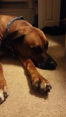 Excited dog howls for Happy Birthday song