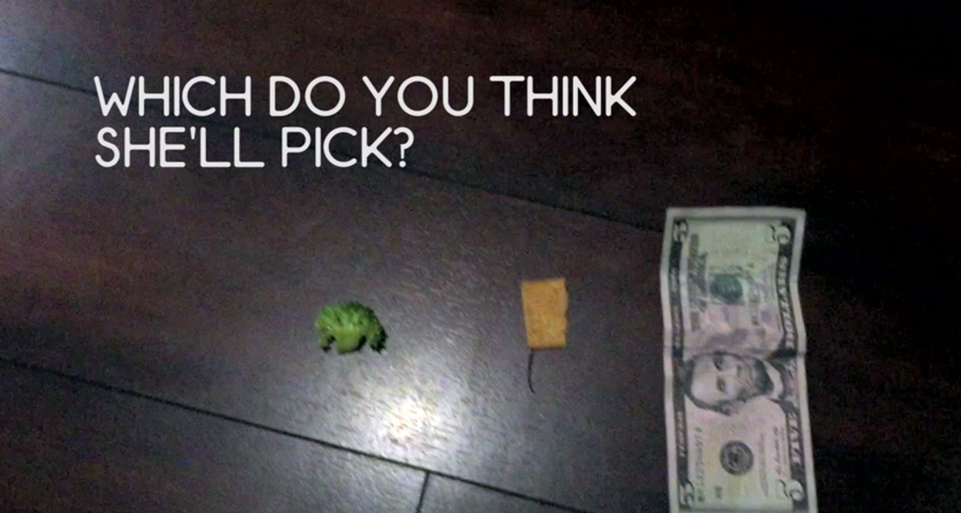 Puppy Makes an Important Decision