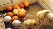 Baby Chicks Think Left For Lower Numbers, Right for Higher Like Humans