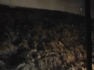 camps d'Auschwitz – Birkenau