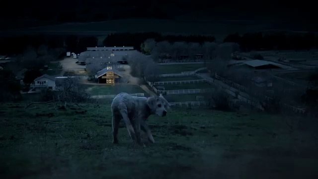 2015 Budweiser Super Bowl Commercial “Lost Dog” Budweiser #BestBuds