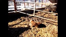 2015年1月18日　希望の牧場　ママ牛さん＆保育園組　～とにかく可愛い仔牛ちゃん。風呂敷に包んでお持ち帰りしたい程の愛らしさです。～
