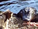 Un chat contre un crocodile