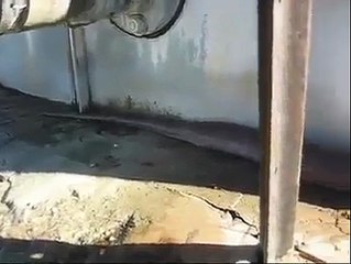 Dünyanın enbüyük yılanı ölü bulundu mutlaka izleyin !!!!