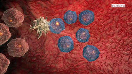 La mémoire immunitaire