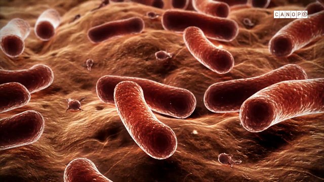 Voyage dans le corps humain: l'immunité adaptative