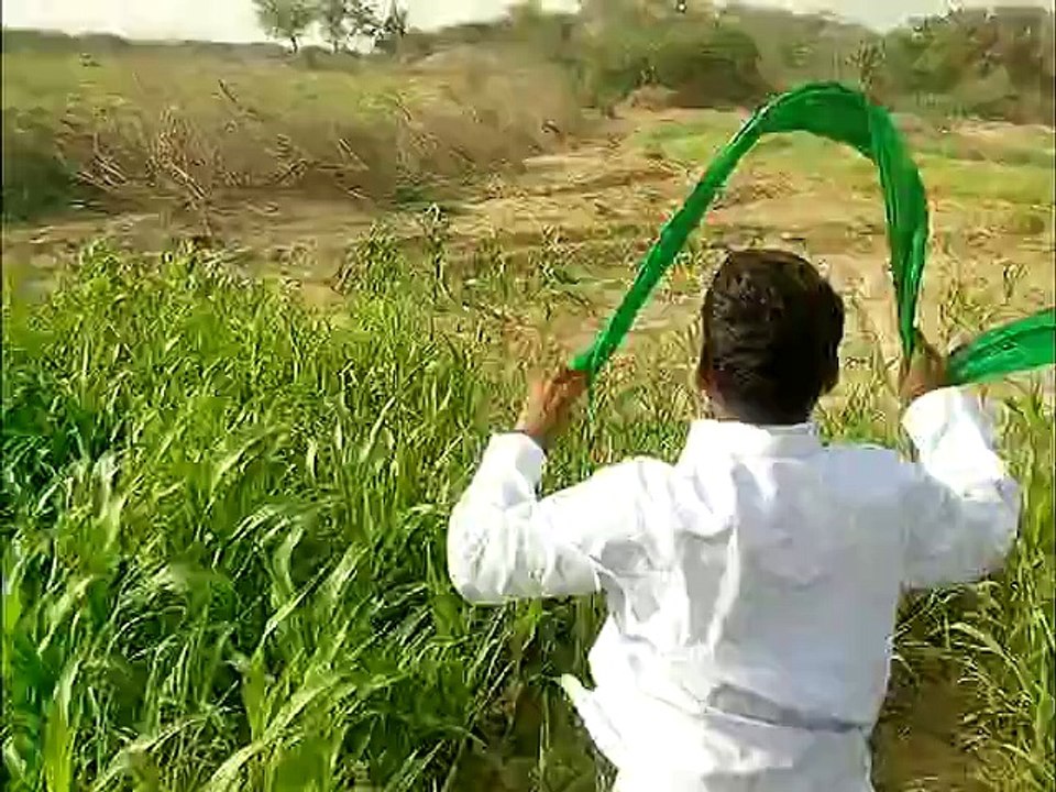 M.MANSHA GABROO