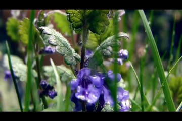 Tears of the Prophet