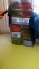 Perro cruce de pitbull con salchicha causa sensación