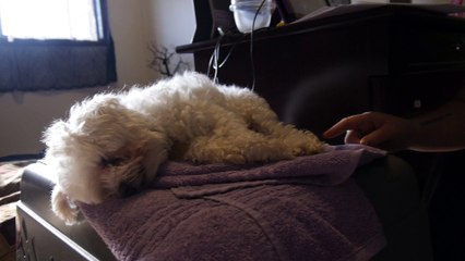 My sister tickles her dog