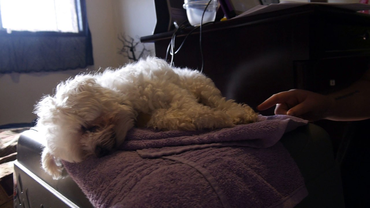 My sister tickles her dog