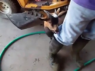 Funny goat kid clucks like chicken